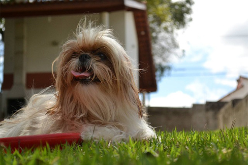 modern shih tzu