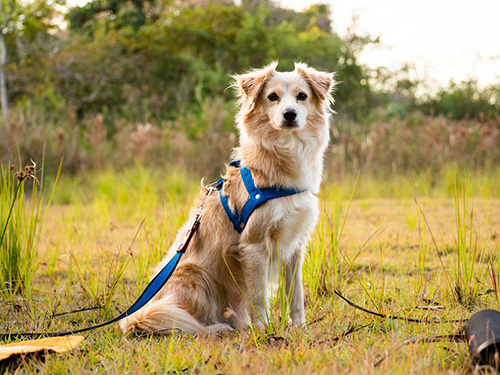 most comfortable dog harness: Image of dog looking comfortable in harness collar