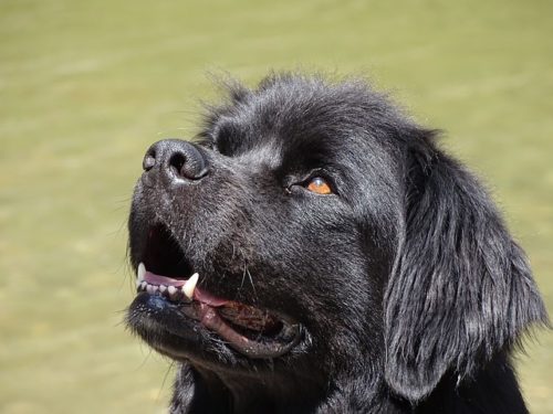 Newfoundland looking sweet