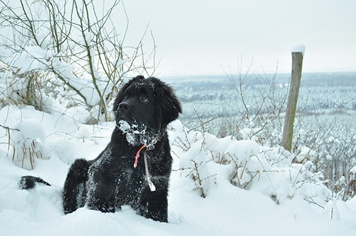 Newfoundland dog