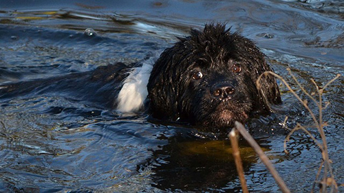 Newfoundland dog doing what it loves to do and that's swimming