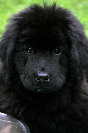 Newfoundland puppy looking fluffy and cute