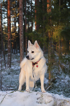 norwegian buhund looking alert in the snow with trees in the background