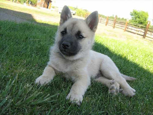 norwegian buhund puppy relaxing in the shade on a cool patch of grass