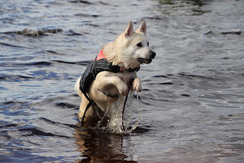 norwegian buhund competing in water sports