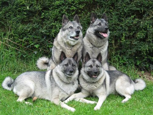 norwegian elkhound male size