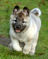 norwegian elkhound puppies