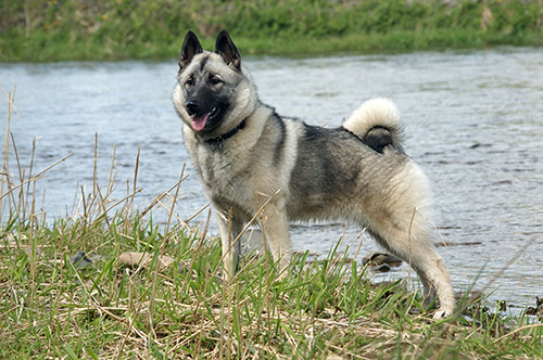 norwegian elkhound rescue