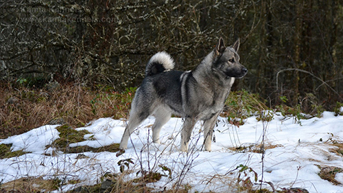 norwegian elkhound size