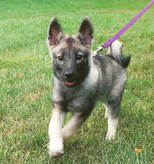 norwegian elkhound temperament