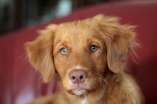 nova scotia duck tolling retriever characteristics