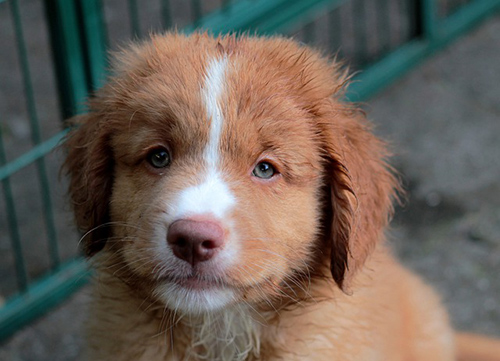 nova scotia duck tolling retriever lifespan