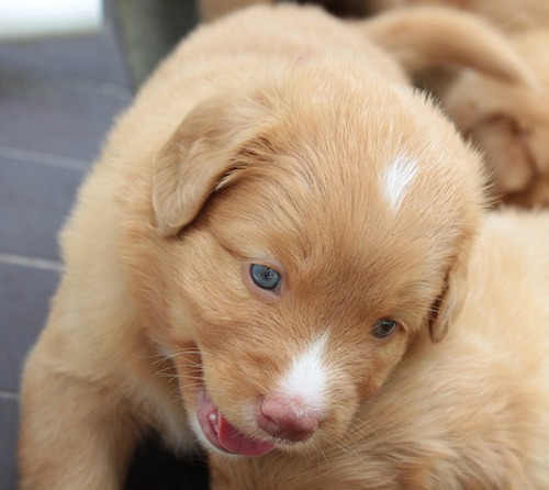 nova scotia duck tolling retriever puppy