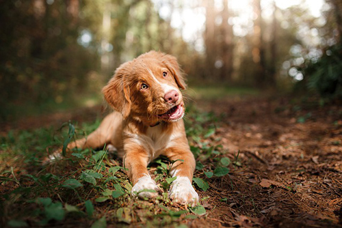 nova scotia duck tolling retriever weight