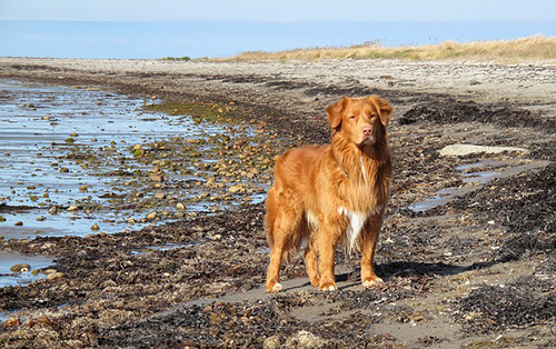 nova scotia duck tolling retriever