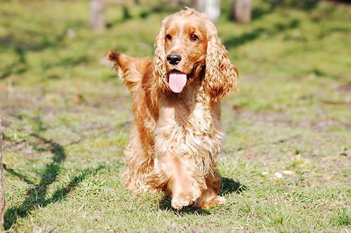 nutritionally complete homemade dog food