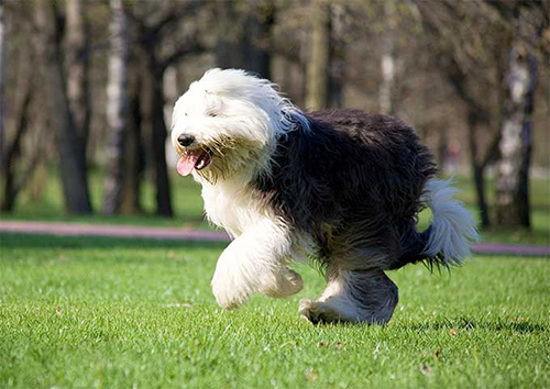 old english sheepdog running on a beautiful sunny day