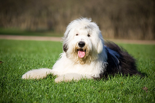old english sheepdog having a nice rest on the grass