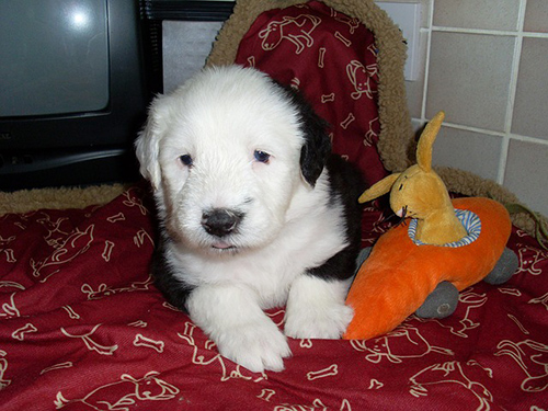 Old English Sheepdog puppy laying on a blanket with its toys, so adorable