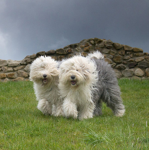 two old english sheepdog walking side by side on green grass with a stone fence behind them