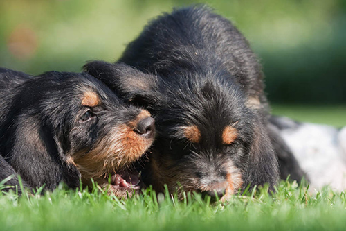 otterhound puppies for sale usa
