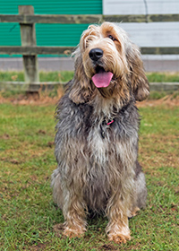 otterhound rescue