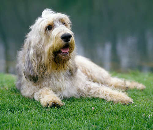 otterhound resting on the grass