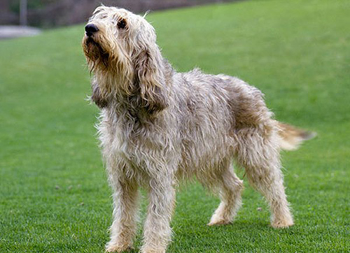 otterhound temperament