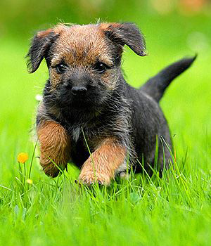 Border Terrier puppy running in a grass field