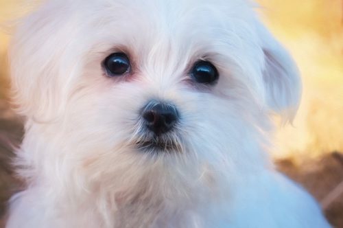 Maltese is said to be one of the oldest breeds