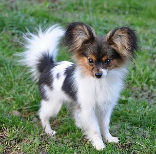 Papillon puppy looking alert