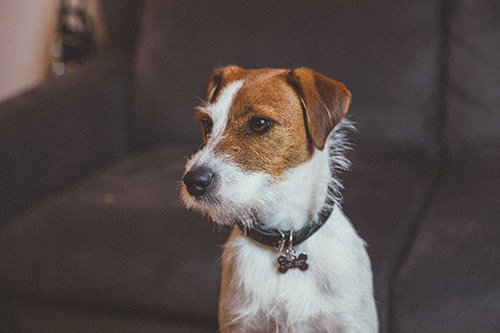 portrait of Parson Russell Terrier looking handsome and adorable