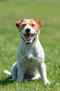 Parson Russell Terrier dog sitting on the grass panting on a hot day