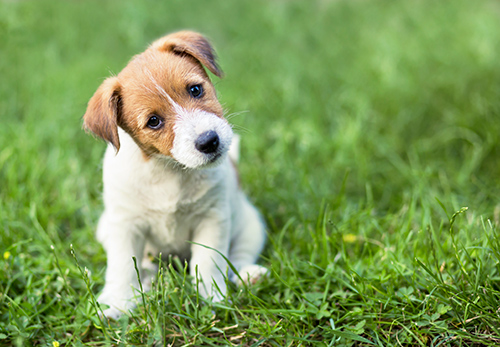 Parson Russell Terrier puppy sitting on grass trying to listen for its name