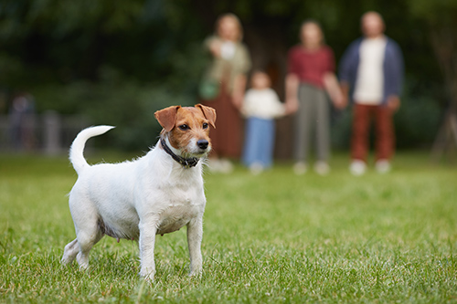 Parson Russell Terrier standing there on grass with its family in the background