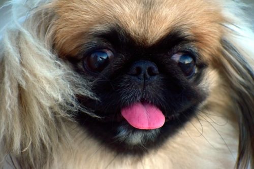 Pekingese posing for the camera looking cute