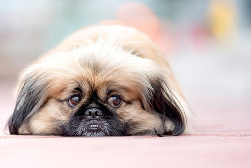 Pekingese laying down on a lazy day