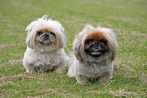 two Pekingese dogs standing and posing for the camera
