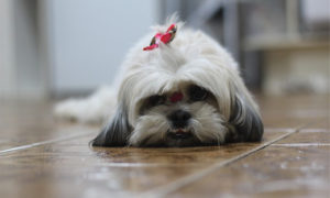 perfect dog - resting Shih Tzu just being lazy