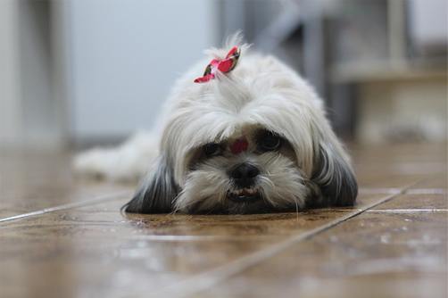 perfect dog - resting Shih Tzu just being lazy