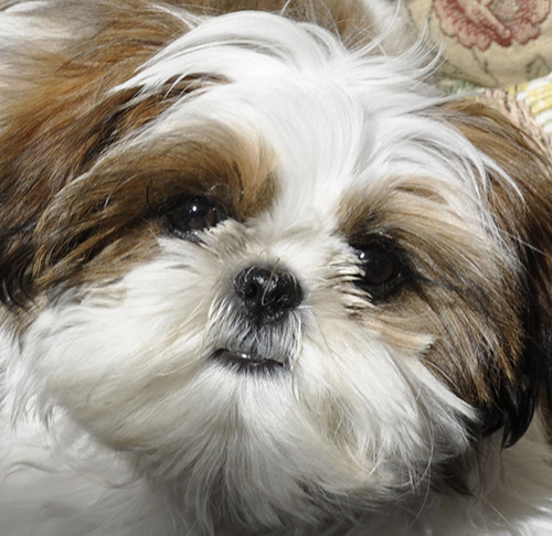 personality traits of a shih tzu