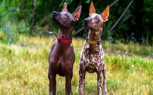 two Peruvian Inca Orchid dogs looking at something intriguing