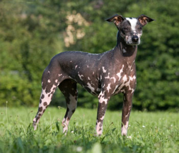 peruvian inca orchid dog looking off in the distance