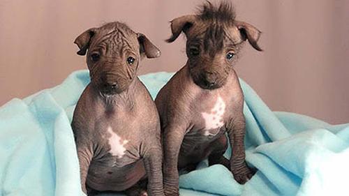 2 peruvian inca orchid puppies wrapped in a blanket