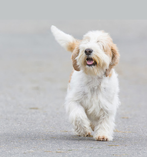 petit basset griffon vendeen rescue