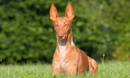 pharaoh hound looking majestic