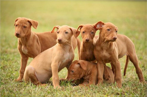 Kelb tal Fenek puppies