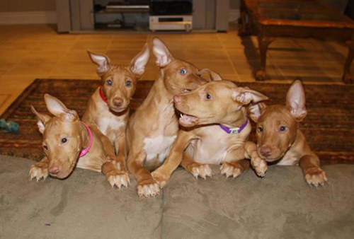 pharaoh hound puppies cuddled up together waiting for mom to come back