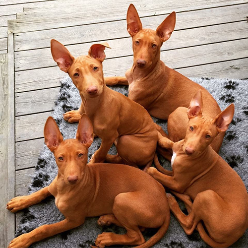 4 pharaoh hound dogs laying in the living room looking intently at the camera