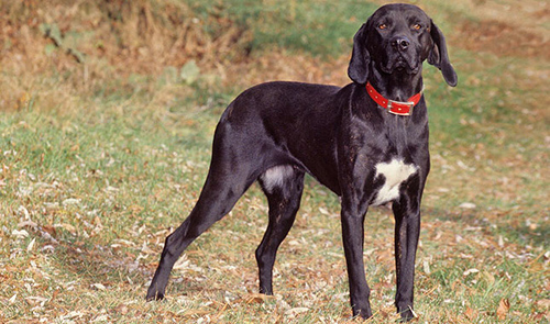 plott hound height